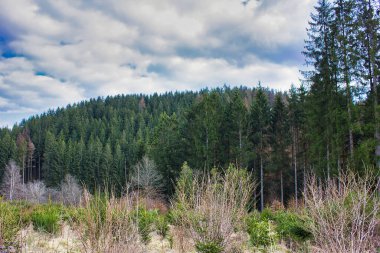 Orman ve dağlardaki ağaçlar. Güzel bahar manzarası. Karpatlar, Ukrayna