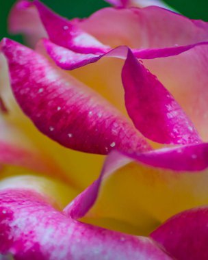 Sarı ve pembe bir gülün taç yapraklarının yakın görüntüsü