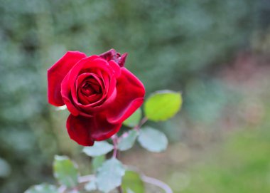 Mükemmel sevgililer günü hediyesi olarak, uzun sapı üzerinde izole güzel kırmızı gül