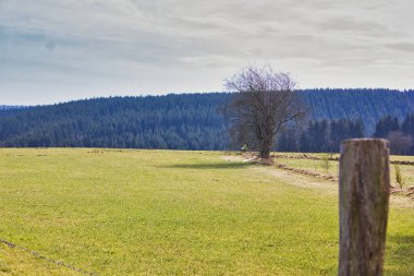 Kırsal alanın huzurlu ve güzel manzarası: bir çayır, bir ağaç ve gökyüzü