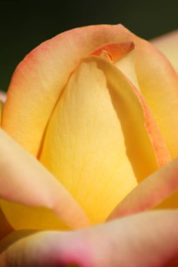 Sarı gül yapraklarıyla büyüleyici botanik çekimi: Doğal duvar kağıdı.