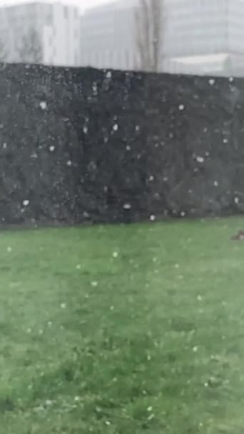 Sneeuwvlokken Vallen Het Gras Het Park Slow Motion — Stockvideo