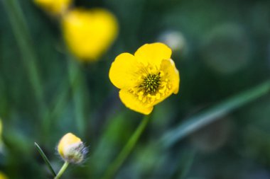 Yeşil bulanık arkaplanda çiçek açan sarı çiçekleri kapat.