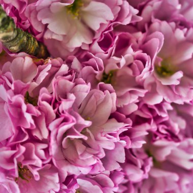 İlkbaharda kiraz ağacı dalları ve çiçek açan güzel doğal bir arka plan.              