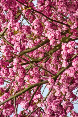 İlkbaharda kiraz ağacı dalları ve çiçek açan güzel doğal bir arka plan.              