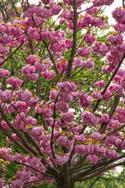 İlkbaharda kiraz ağacı dalları ve çiçek açan güzel doğal bir arka plan.              