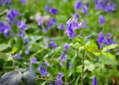 Bahar bahçesinde güzel mavi çan çiçekleri      