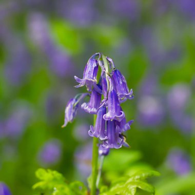 Bahçedeki güzel bahar çiçeklerinin yakın çekimi.