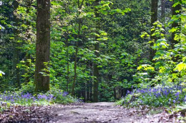 Path way with green trees in the forest in spring: nature landscape.       