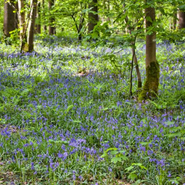Ormanda çiçekler olan bahar ormanlarının güzel manzarası