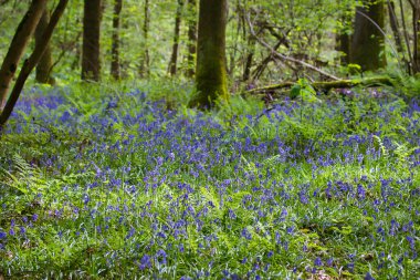 Ormanda çiçekler olan bahar ormanlarının güzel manzarası