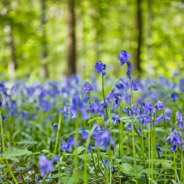 Ormandaki güzel mavi çan çiçekleri      