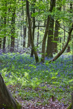 Yeşil yaprakları ve güzel çiçekleri olan bahar ormanlarının manzarası  