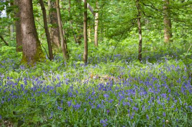 Sihirli orman manzarası, güzel mavi çiçekler, çimenler ve yeşillikler