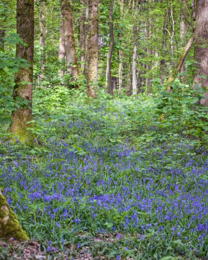 Ormanda yetişen güzel BlueBell çiçekleri: İlkbaharda Hallerbos ormanları