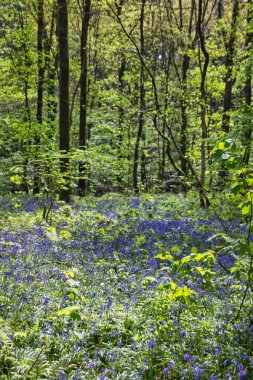 Ormanda mavi çiçekler