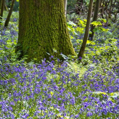 Ormandaki muhteşem bahar çiçekleri, büyük bir kayın gövdesinin etrafında: