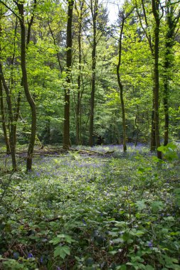 Belçika 'nın ormanlarında bahar: rüya gibi manzara