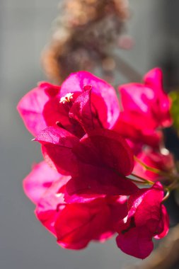 Arka plandaki güzel pembe çiçek, kapat.