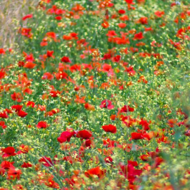 Yazın tarlada güzel gelincik çiçekleri doğa arka planında