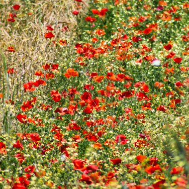 Yazın tarlada haşhaş çiçekleri doğa arka planında