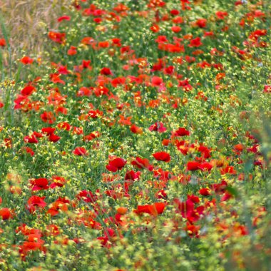 Yazın tarlada haşhaş çiçekleri doğa arka planında