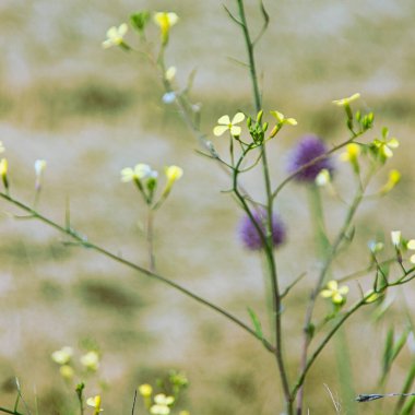 güzel sarı çiçekler: doğanın arka planında makro çekim