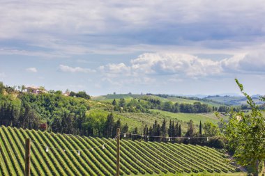 Doğanın arka planında güzel bir üzüm bağı