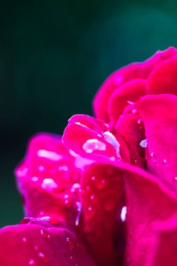 Güzel pembe gül ve çiğ damlaları 