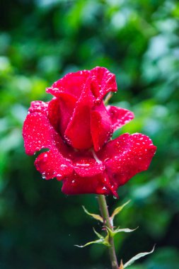 Güzel pembe gül ve çiğ damlaları 