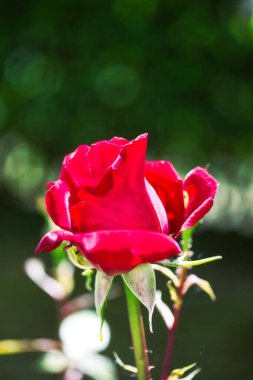 Bulanık yeşil arkaplanda güzel kırmızı gül çiçeği