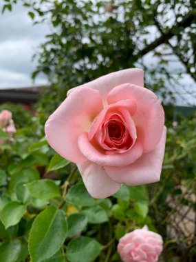 Bahçedeki güzel pembe güller doğa arka planında