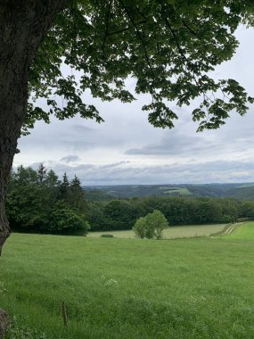 Dağlardaki yeşil bir ormanın güzel manzarası