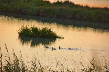 Gün batımında gölde yüzen bir grup siyah kuş.