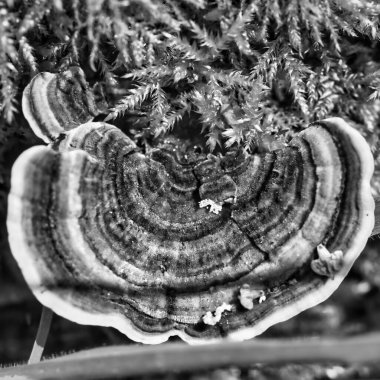 Bir mantarın siyah ve beyaz yakın plan: güzel soyut arkaplan