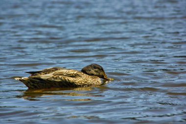 Gölün sularında yüzen küçük kahverengi ördek