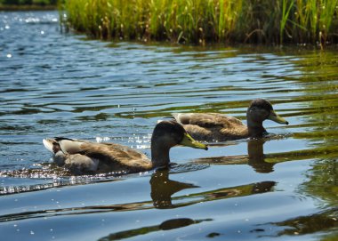 Suda birlikte yüzen iki güzel ördek, yakın görüş..