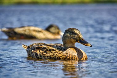 Güneşli bir günde gölde yüzen iki güzel ördek, yakın görüş. 