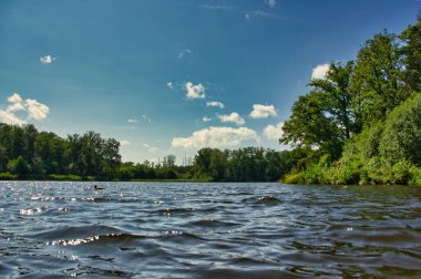 Orijinal bakış açısı: Belçika 'da bir göletin suyu, yüzeyden görülüyor. Bokrijk.