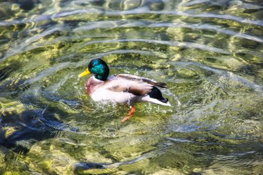 Güzel yeşil kafalı ördek suda oynuyor