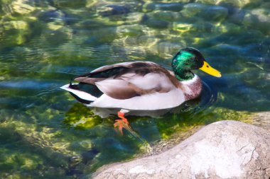 Temiz suda yüzen yeşil kafalı güzel ördek.