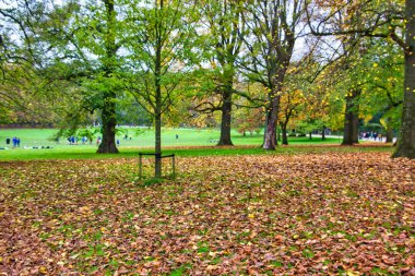 Parkta sonbahar: yerde kahverengi yapraklar, güzel ağaçlar ve dallarında sarı yapraklar.