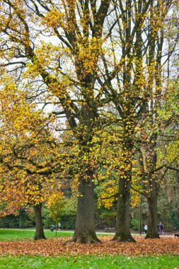 Göz kamaştırıcı sarı yapraklı parktaki büyük ağaçların perspektifli görüntüsü: