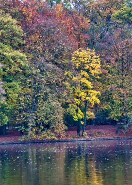 Sonbaharda muhteşem bir doğal arka plan: suya yansıyan renkli yapraklı ağaçlar rüya gibi renkler paleti