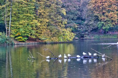 Güzel bir sonbahar panoraması, göletin suyunda bir sandıkta kazlar