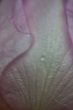 Güzel pembe gülün romantik yakın görüntüsü: taç yaprakları ve küçük bir damla çiy.