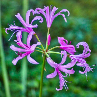 Nerine bowdenii flower: beautiful pink or purple blossom in the garden clipart