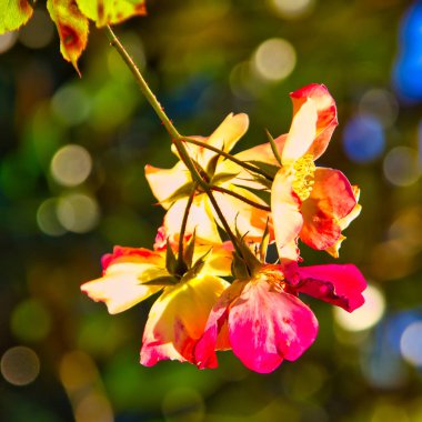 Wondeful colorful rosehip flower close up: natural wallpaper with a magic light behind and a bokeh effect clipart