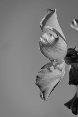 Bahçedeki güzel çiçek yapraklarının profil görüntüsü: güneşin altındaki gül çiçeği