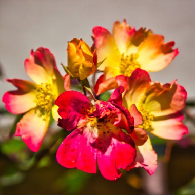 Rosehip yellow and pink flowers on a sunny day: close up shot in the garden clipart